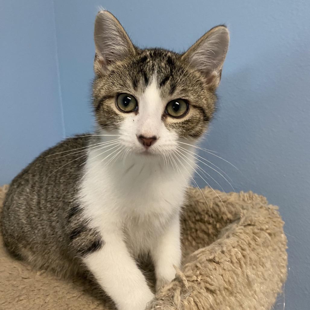 Enlarge Benny, a Adoptable Domestic Medium Hair in Milford, IA image 3/4