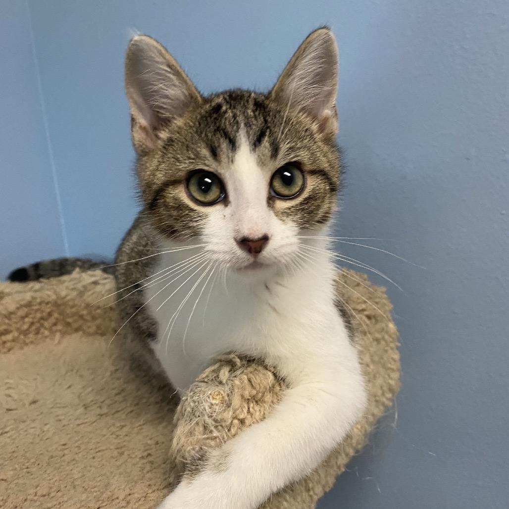Enlarge Benny, a Adoptable Domestic Medium Hair in Milford, IA image 4/4
