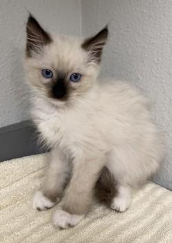 -Emmett, Adopted, Kitten Male Siamese.