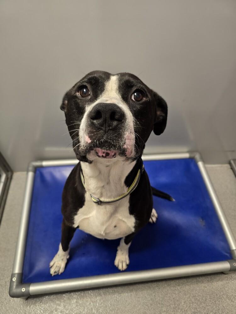 Gizmo, Adoptable, Adult Male Pit Bull Terrier.