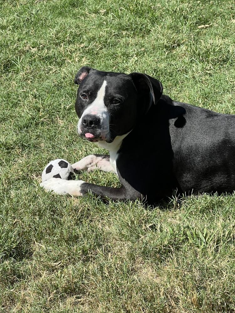 Enlarge Gizmo, a Adoptable Pit Bull Terrier in Wellington, KS image 2/6