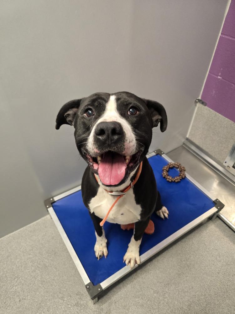 Gizmo, Adoptable, Adult Male Pit Bull Terrier.