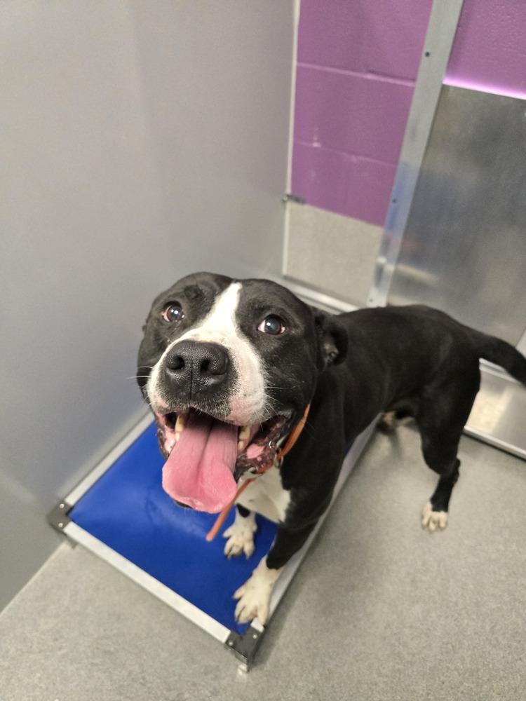 Enlarge Gizmo, a Adoptable Pit Bull Terrier in Wellington, KS image 2/3