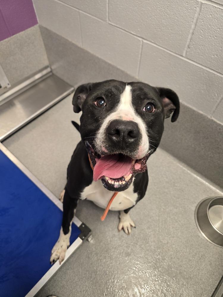 Enlarge Gizmo, a Adoptable Pit Bull Terrier in Wellington, KS image 3/3