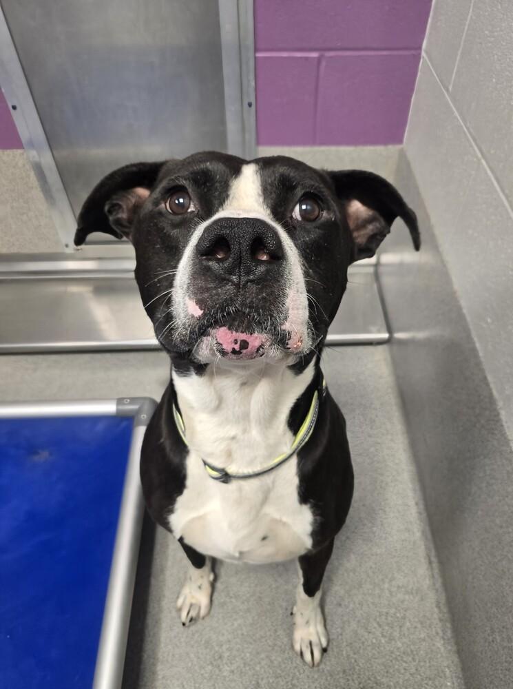 Enlarge Gizmo, a Adoptable Pit Bull Terrier in Wellington, KS image 5/5