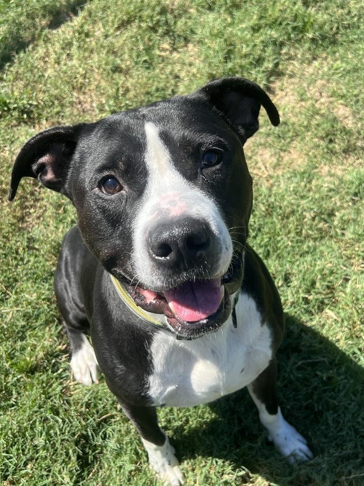 Enlarge Gizmo, a Adoptable Pit Bull Terrier in Wellington, KS image 6/6