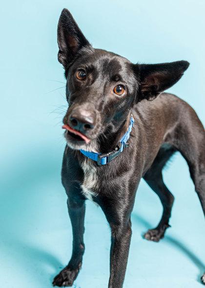 Raven, Adoptable, Adult Female Mixed Breed & Mixed Breed.