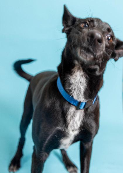 Raven, Adoptable, Adult Female Mixed Breed & Mixed Breed.