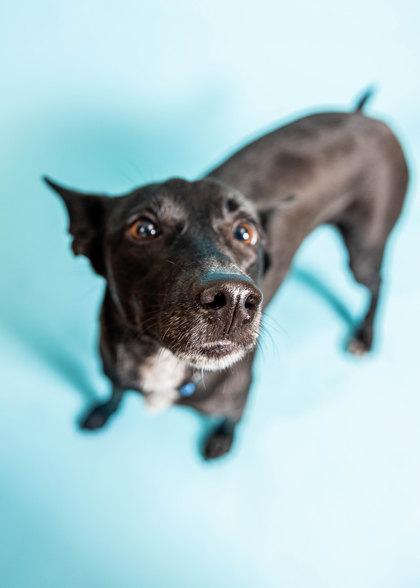 Enlarge Raven, a Adoptable Mixed Breed in North Miami Beach, FL image 3/3