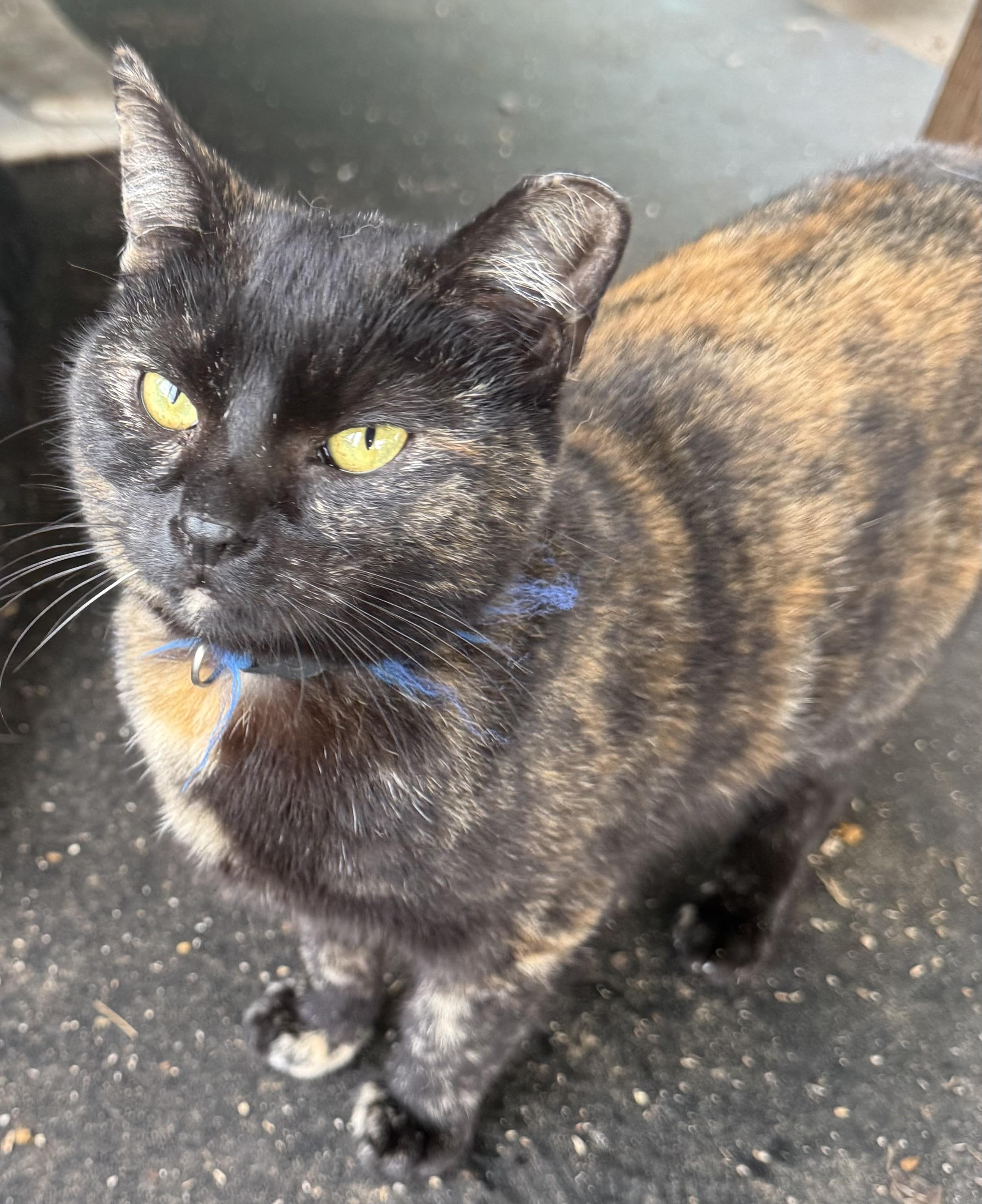 Enlarge Xanthra , a ADOPTABLE Domestic Short Hair in Dunnigan, CA image 1/2