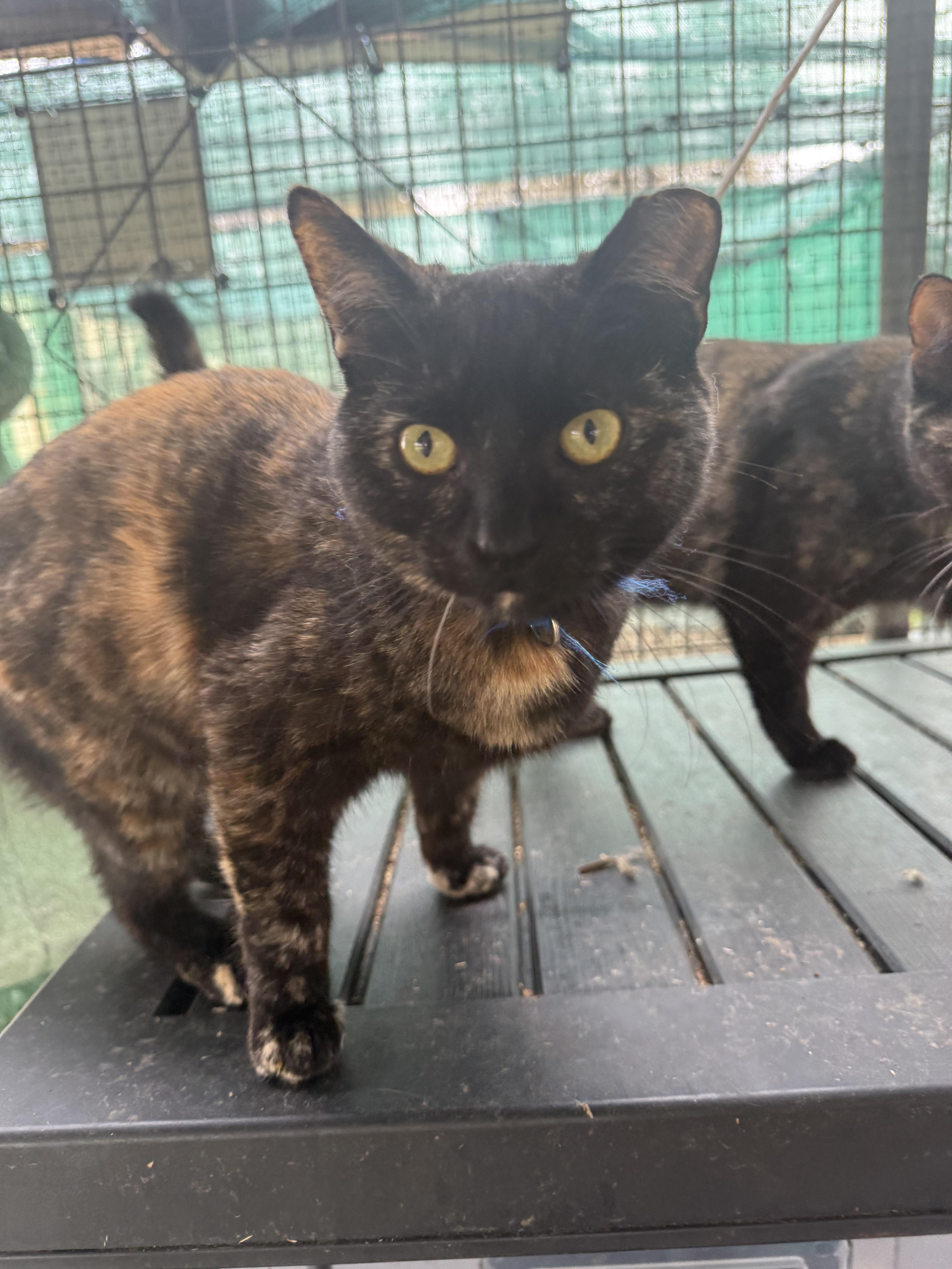 Enlarge Xanthra , a ADOPTABLE Domestic Short Hair in Dunnigan, CA image 2/2