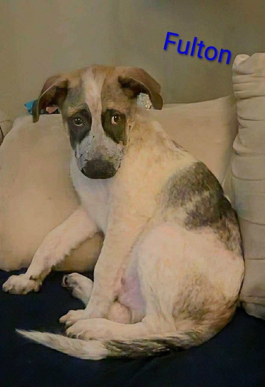Fulton (20260105-04)