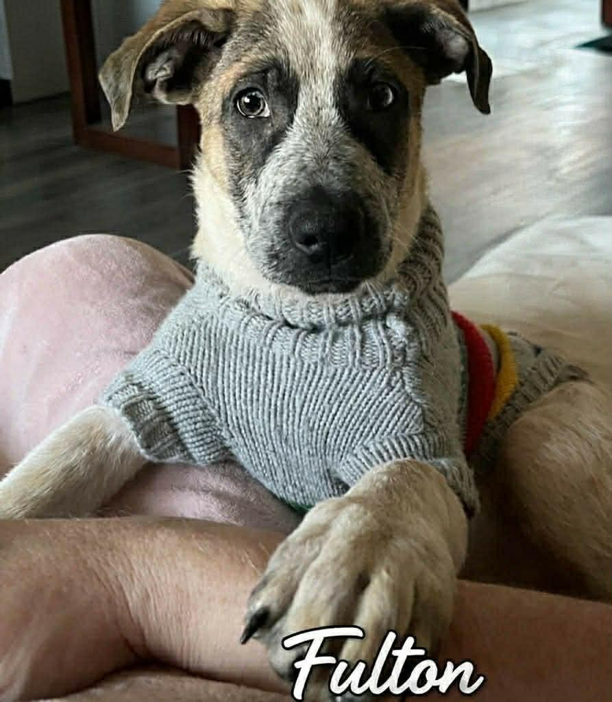 Fulton (20260105-04) — thumbnail 2