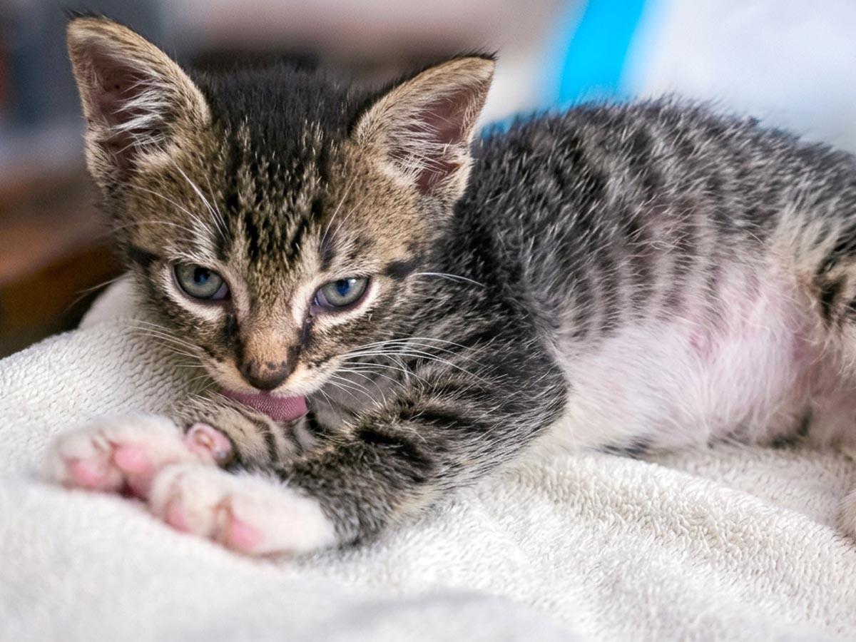 Elton John, Adoptable, Kitten Male Tabby.
