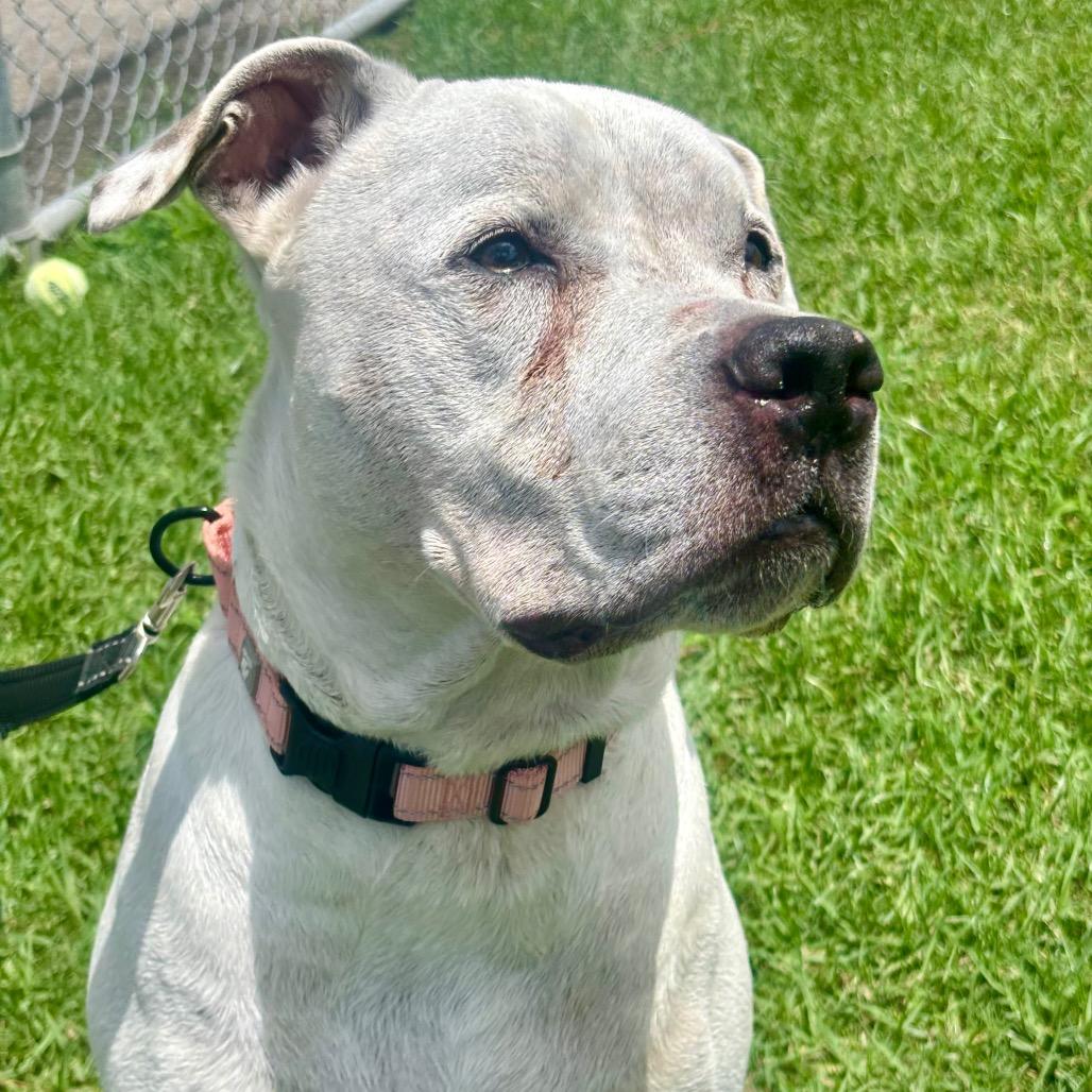 Enlarge Hulk, a Adoptable mixed breed in League City, TX image 1/6