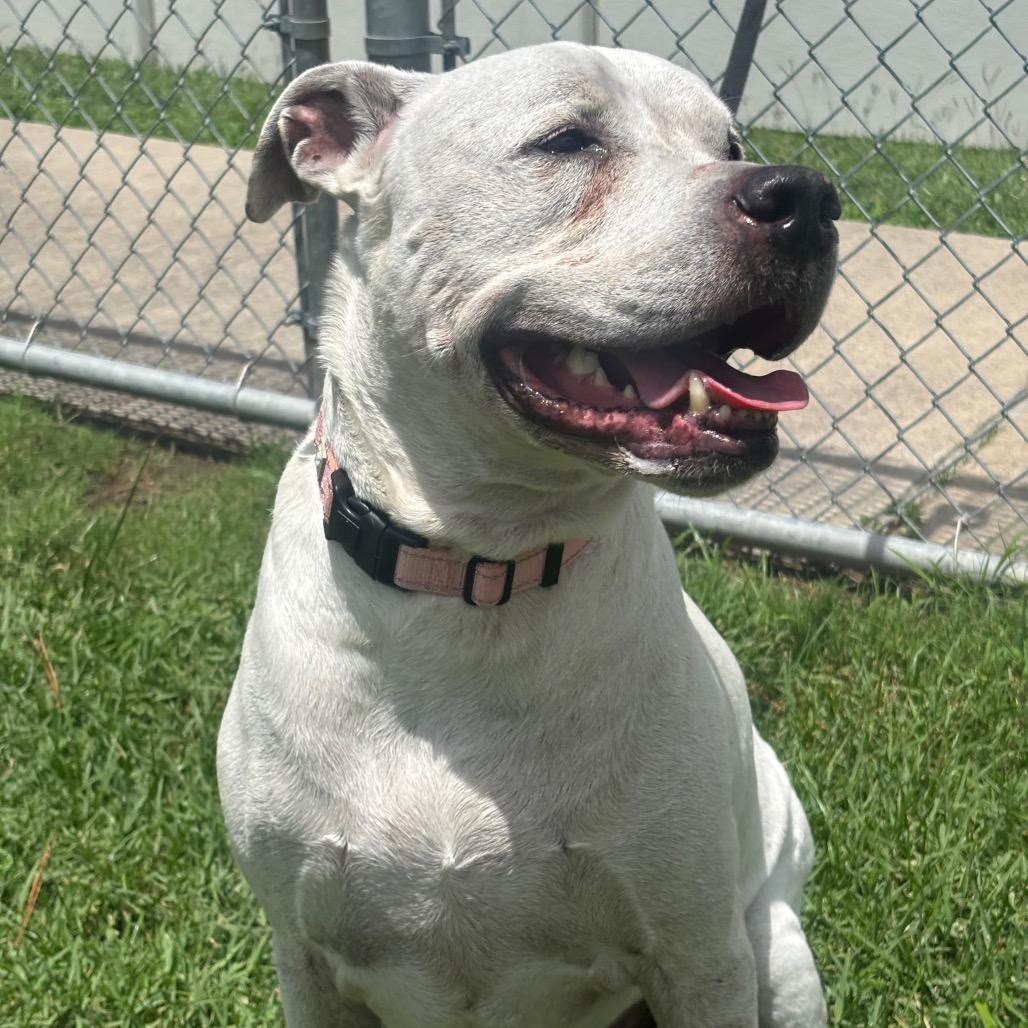 Enlarge Hulk, a Adoptable mixed breed in League City, TX image 2/6