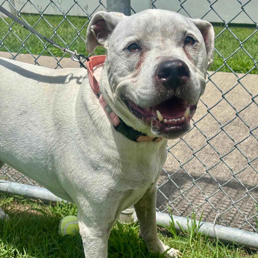 Enlarge Hulk, a Adoptable mixed breed in League City, TX image 4/6