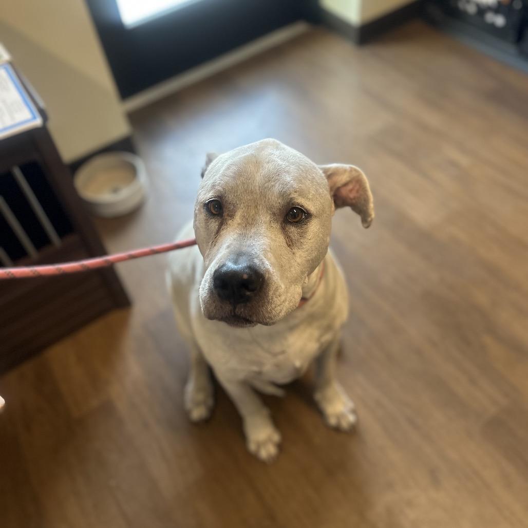 Enlarge Hulk, a Adoptable mixed breed in League City, TX image 6/6