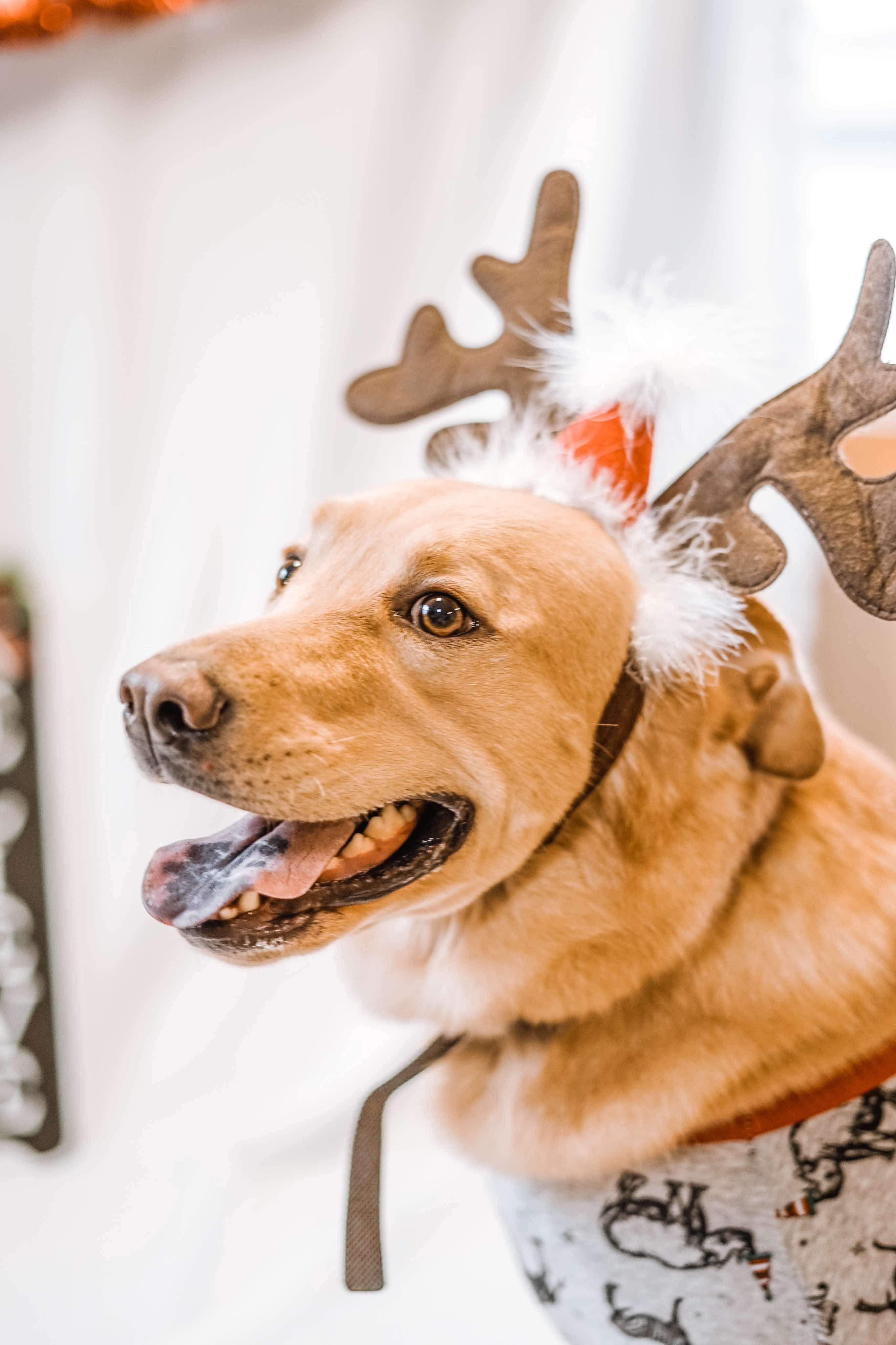 Orson, Adult Male Labrador Retriever