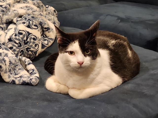 Enlarge Peppercorn, a Adoptable Domestic Short Hair in Benicia, CA image 2/6