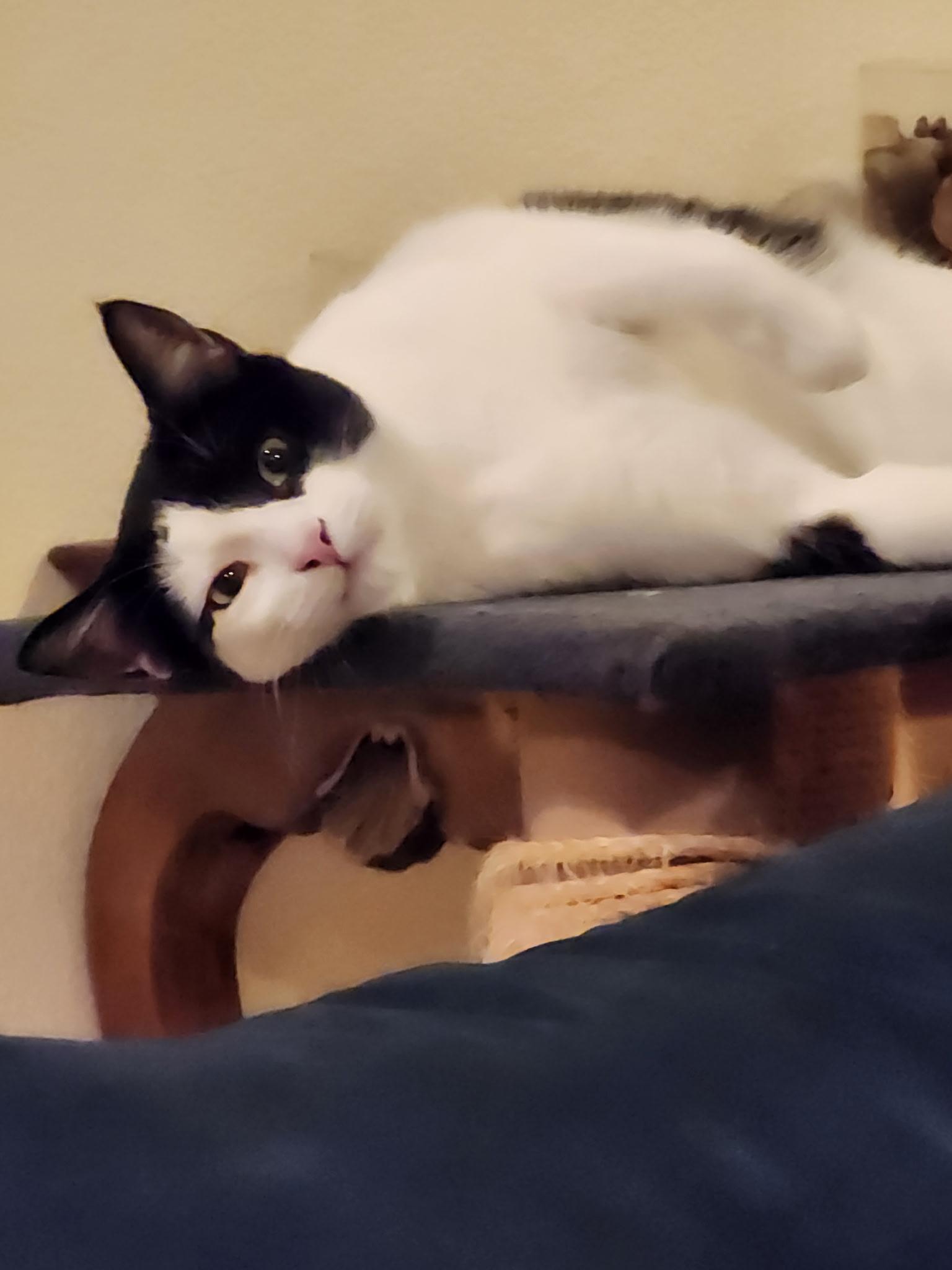 Enlarge Peppercorn, a Adoptable Domestic Short Hair in Benicia, CA image 3/6