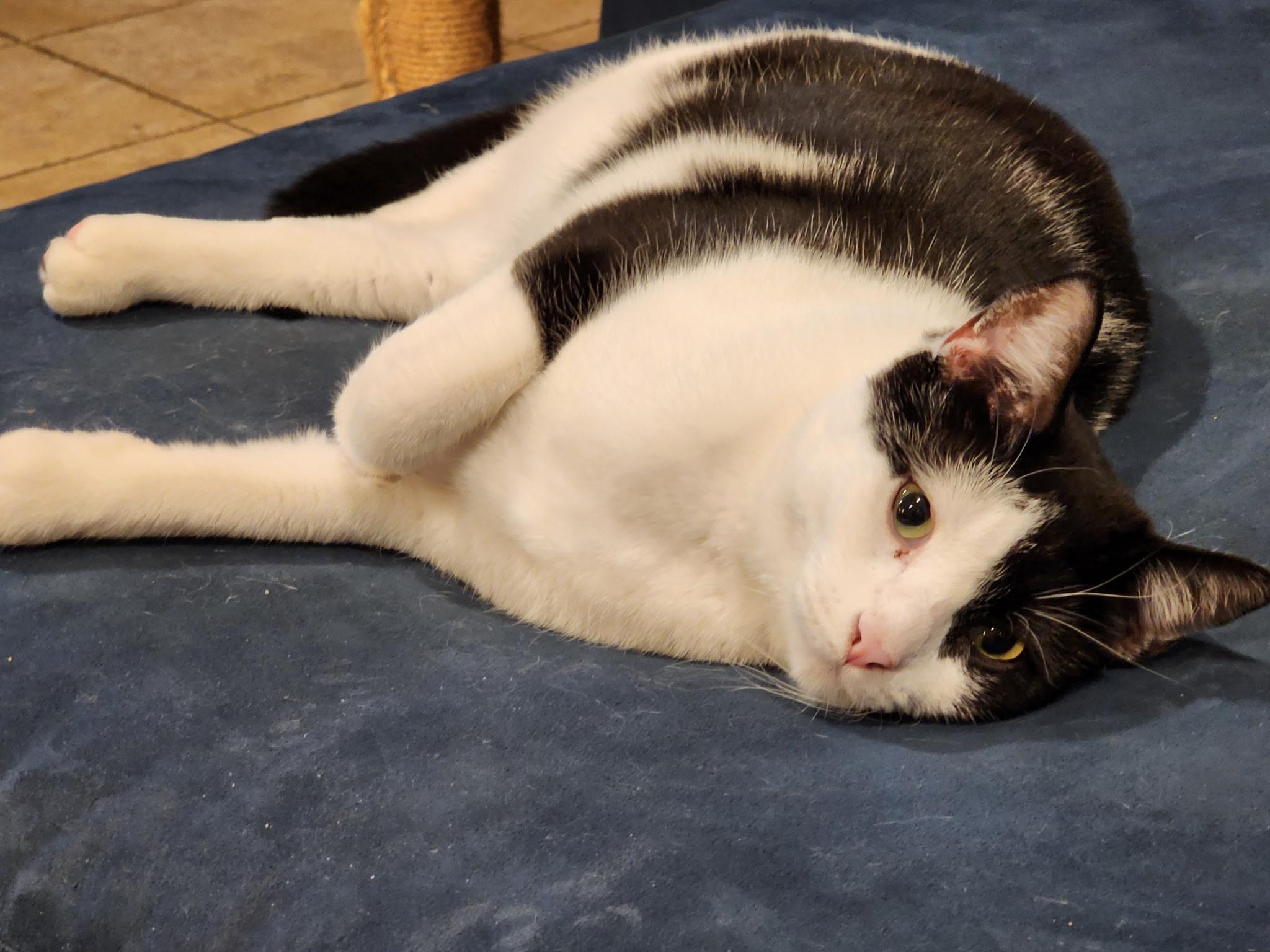 Enlarge Peppercorn, a Adoptable Domestic Short Hair in Benicia, CA image 4/6