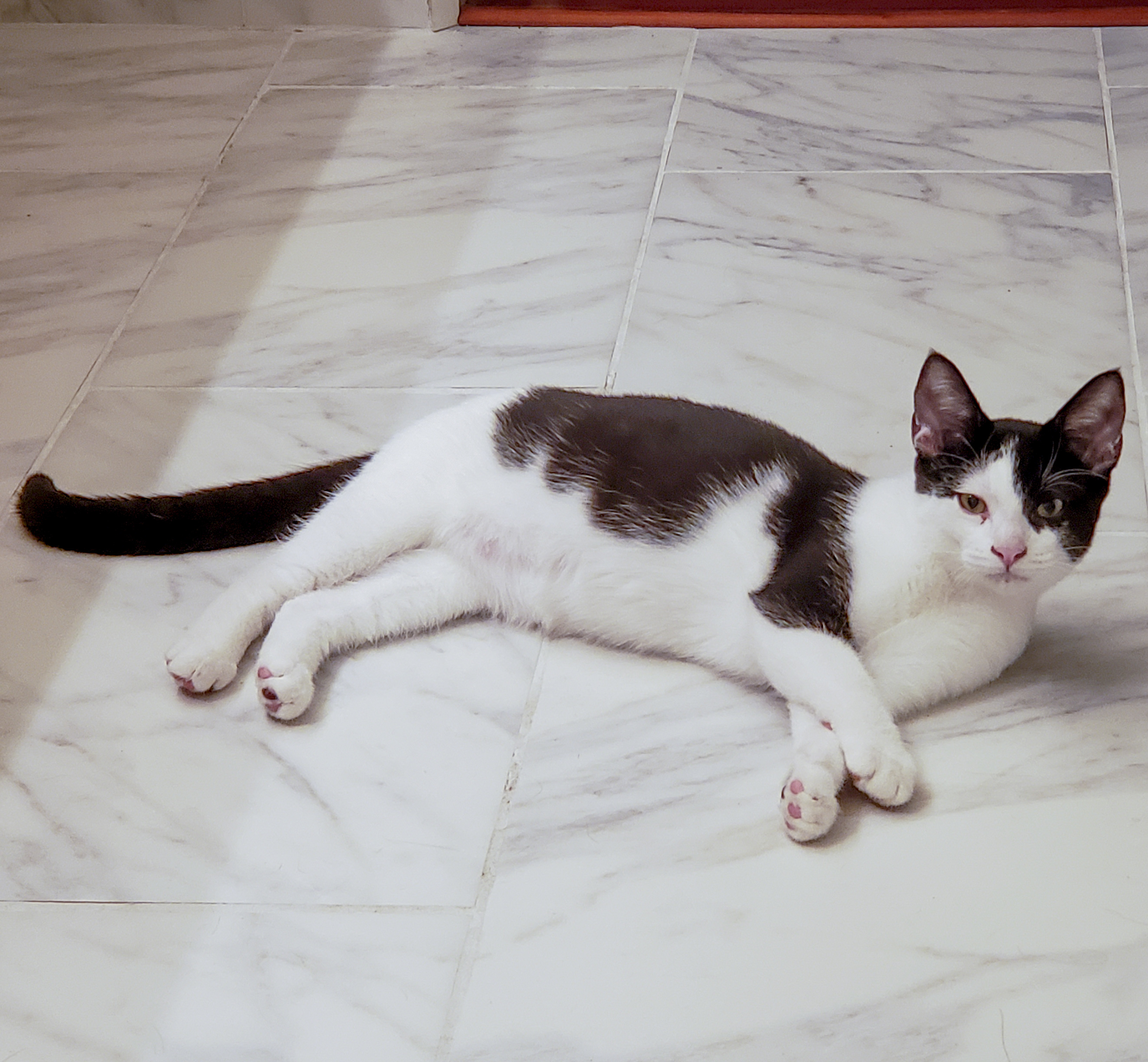 Enlarge Peppercorn, a Adoptable Domestic Short Hair in Benicia, CA image 5/6