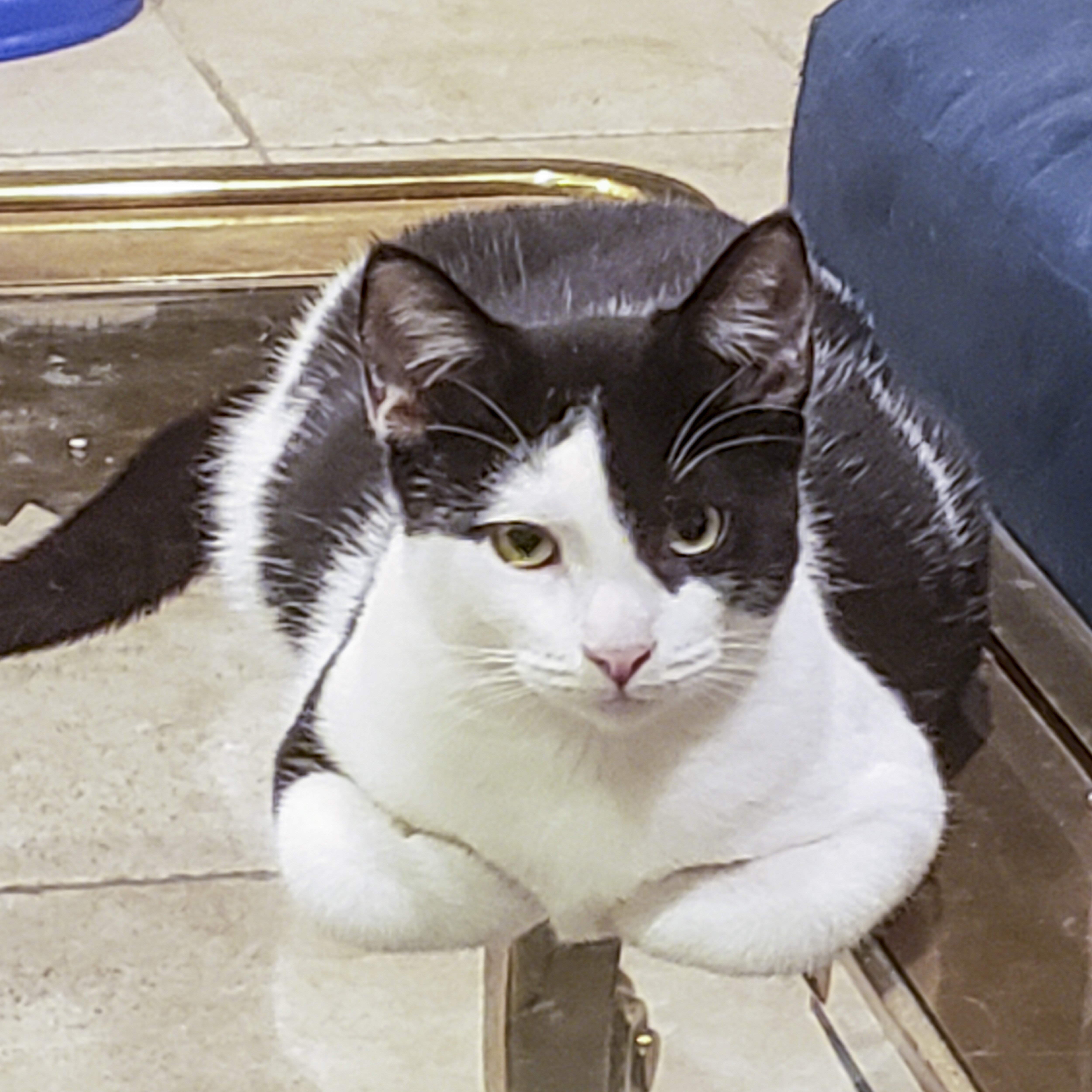 Enlarge Peppercorn, a Adoptable Domestic Short Hair in Benicia, CA image 6/6