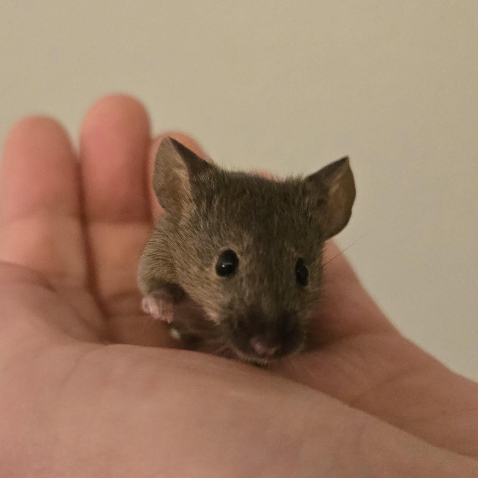 Male Mice Mouse Small & Furry
