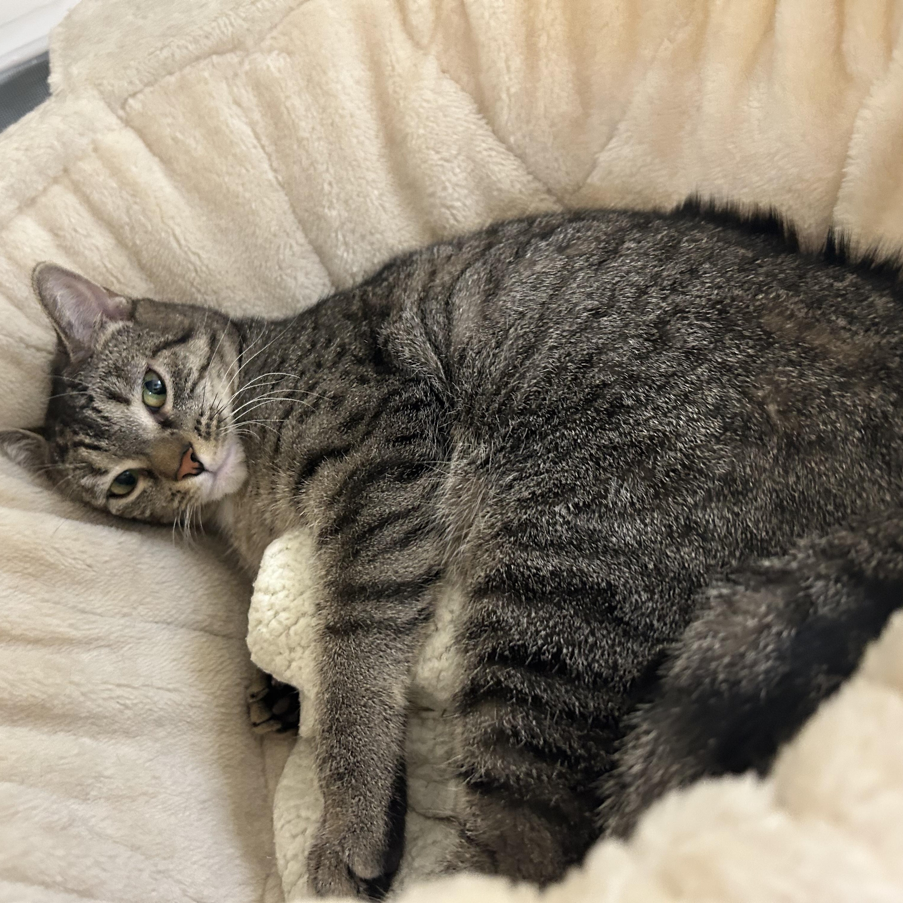 Suri, a ADOPTABLE Domestic Short Hair in Cape May, NJ image 2/3