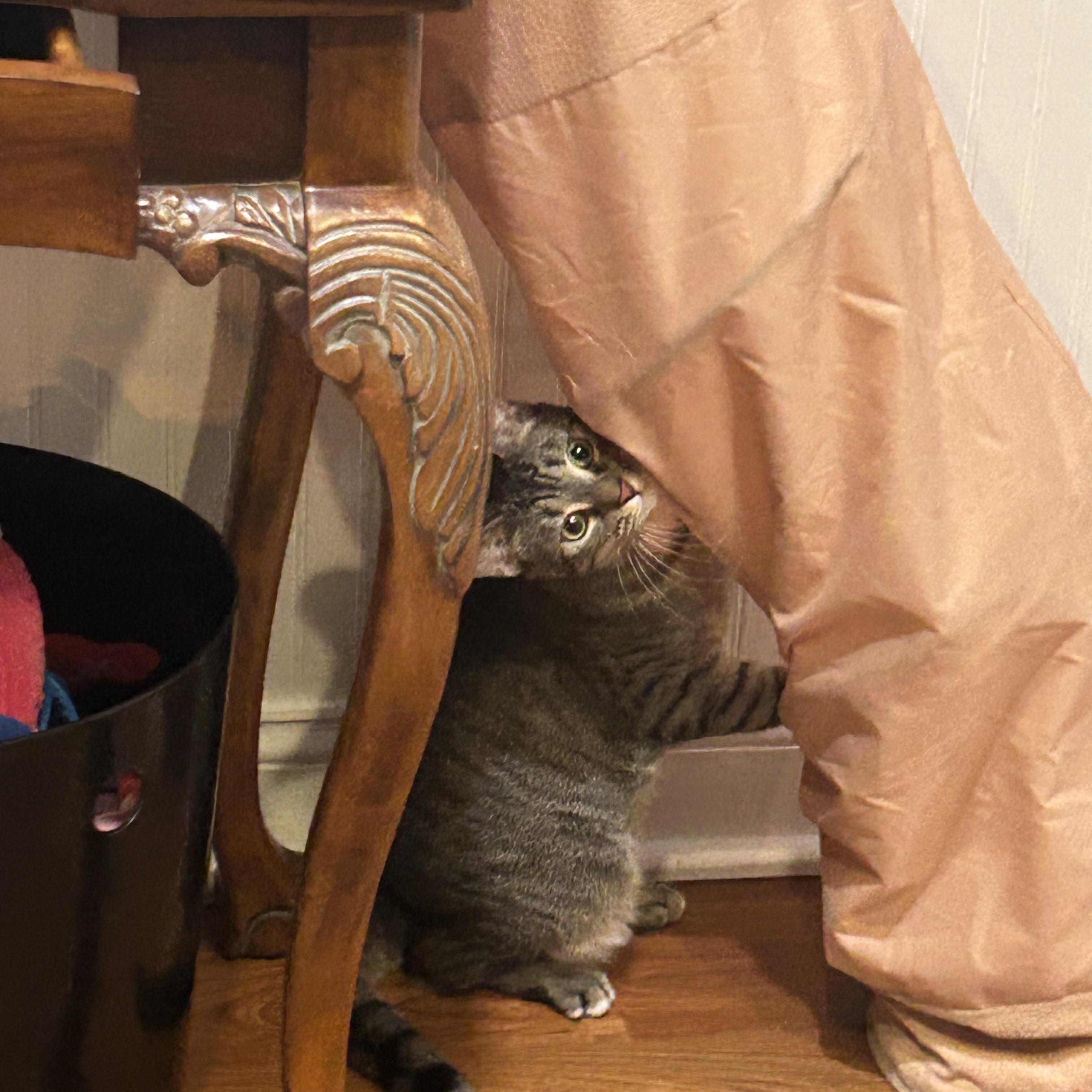 Suri, a ADOPTABLE Domestic Short Hair in Cape May, NJ image 3/3