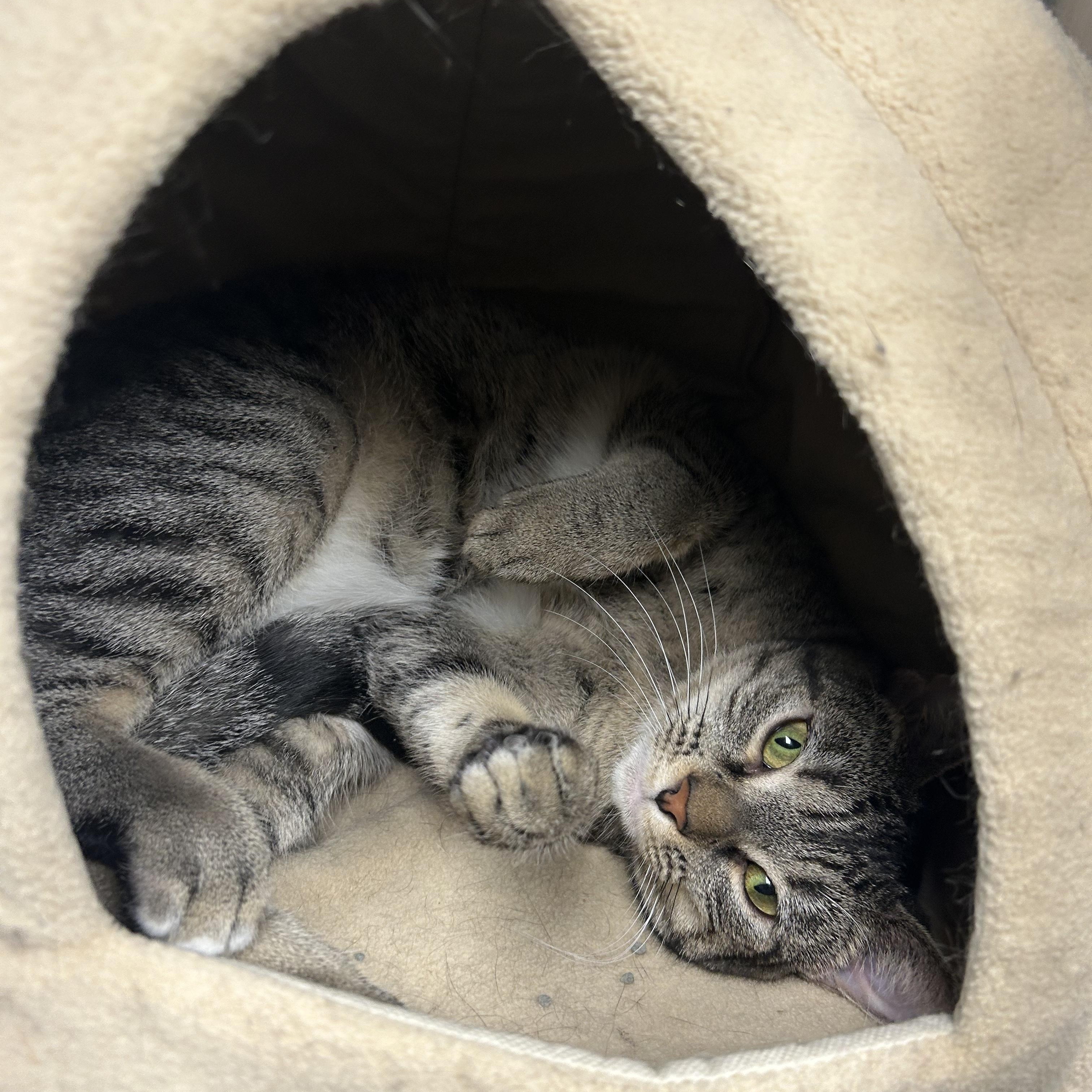 Suri, ADOPTABLE, Young Female Domestic Short Hair.