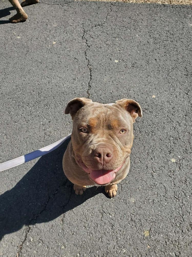 Enlarge Ravioli, a Adoptable mixed breed in Wayne, NJ image 3/3