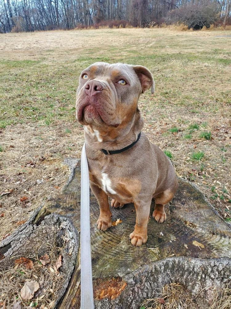 Enlarge Ravioli, a Adoptable mixed breed in Wayne, NJ image 2/3