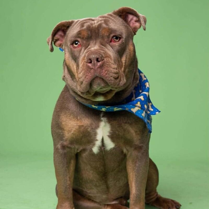 Enlarge Ravioli, a Adoptable mixed breed in Wayne, NJ image 1/3