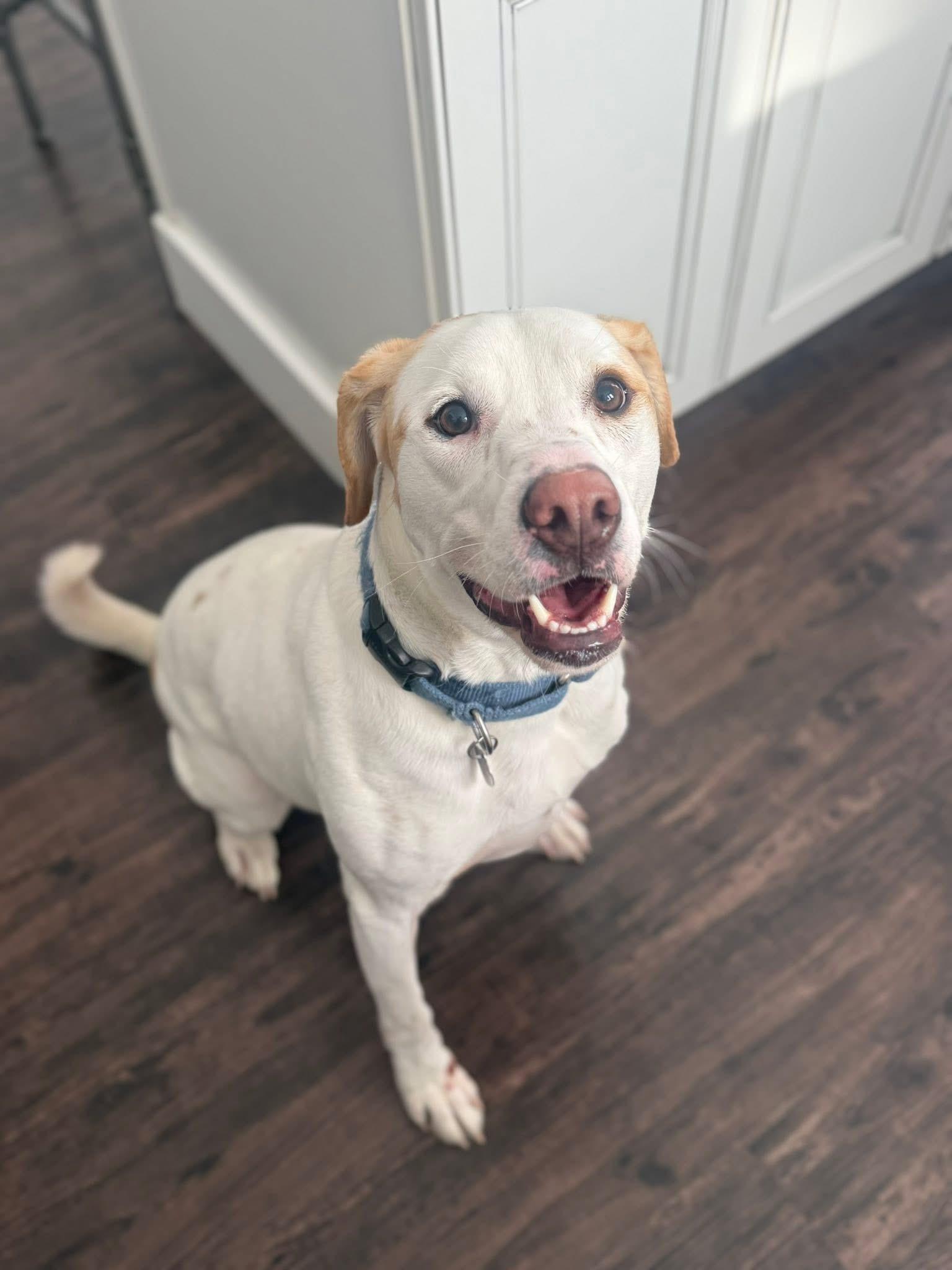 Enlarge Kylo, a ADOPTABLE Mixed Breed in Highland, NY image 2/2