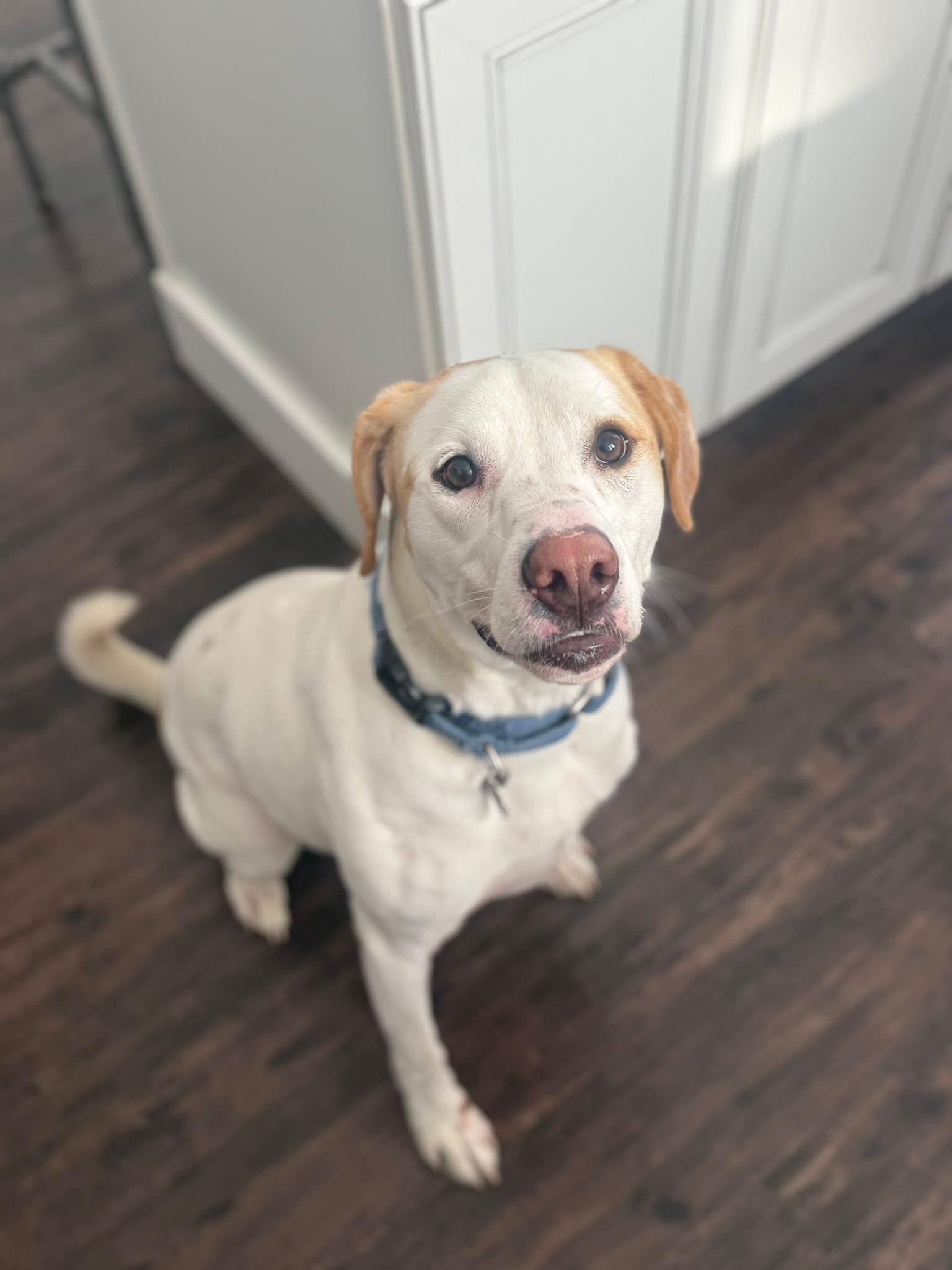 Kylo, ADOPTABLE, Young Male Mixed Breed.