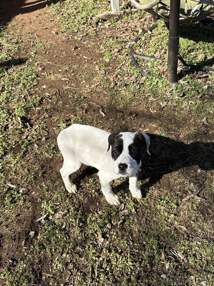 Penelope, Adoptable, Puppy Female Labrador Retriever.