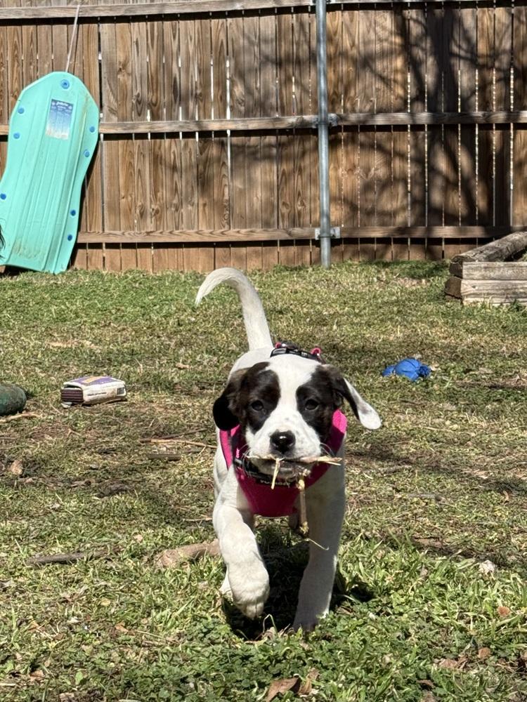 Enlarge Penelope, a Adoptable mixed breed in Oklahoma City, OK image 2/2