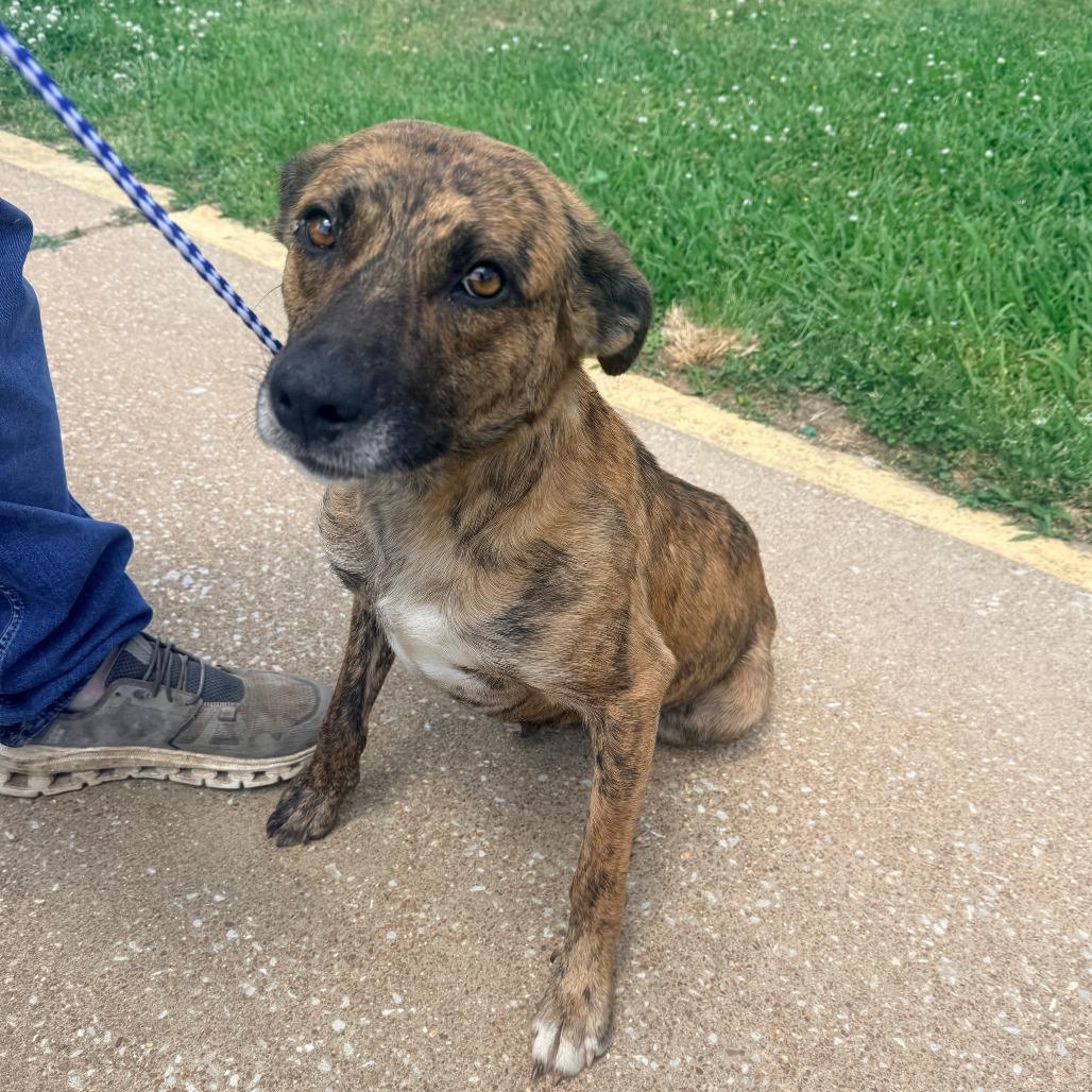Enlarge Hali, a Adoptable Mixed Breed in Corinth, MS image 2/2