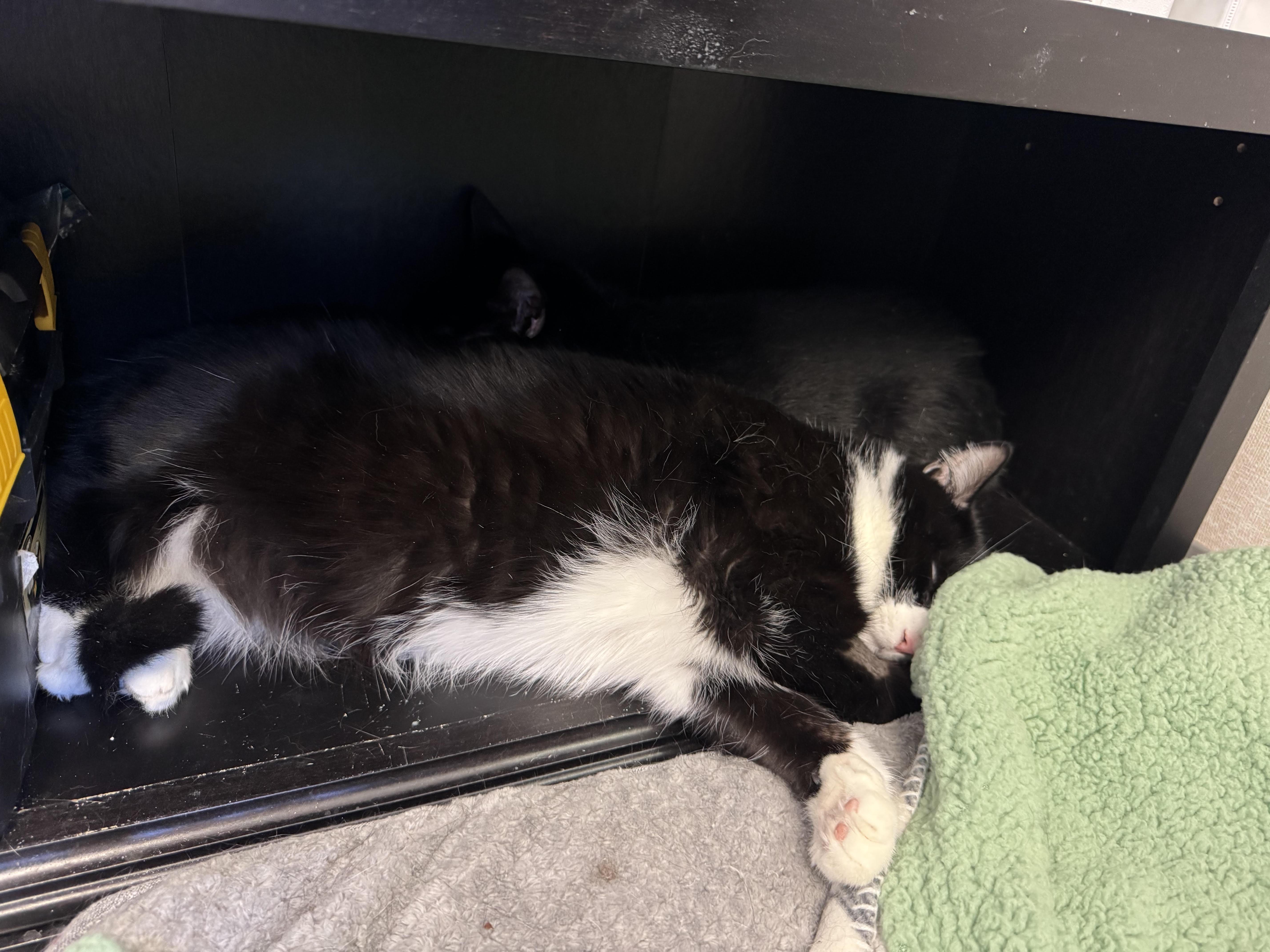 Enlarge Loki and Beanz, an adopted mixed breed in Salem, NH image 4/4