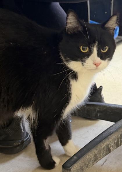 Enlarge Loki and Beanz, an adopted mixed breed in Salem, NH image 1/4