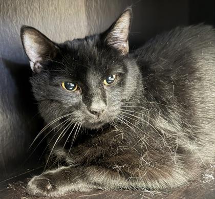 Enlarge Loki and Beanz, an adopted mixed breed in Salem, NH image 2/4