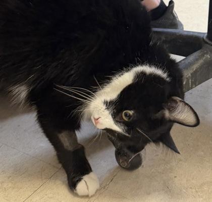 Enlarge Loki and Beanz, an adopted mixed breed in Salem, NH image 3/4