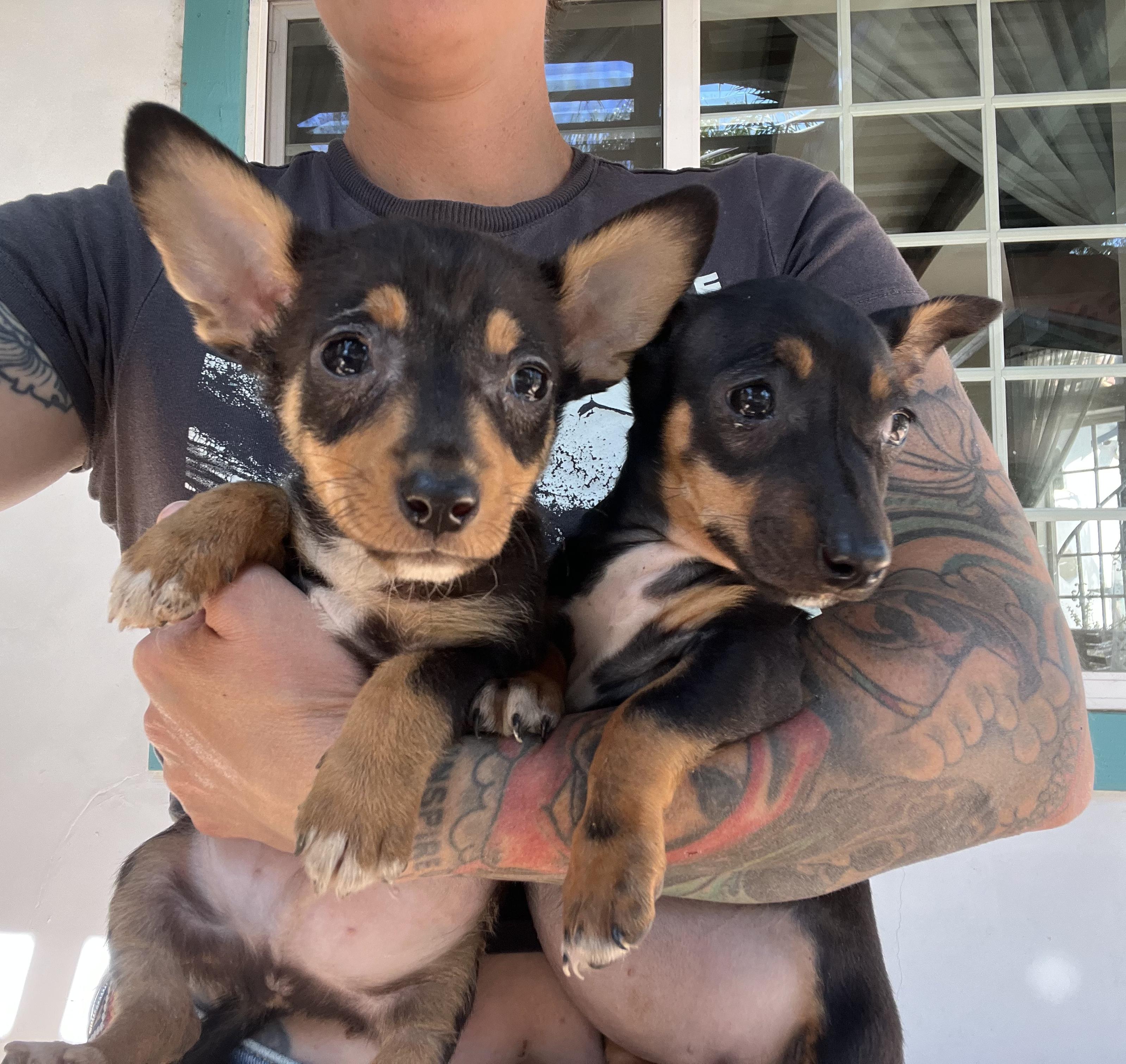 Corgi Puppies, a ADOPTABLE Corgi in West Hollywood, CA image 2/2