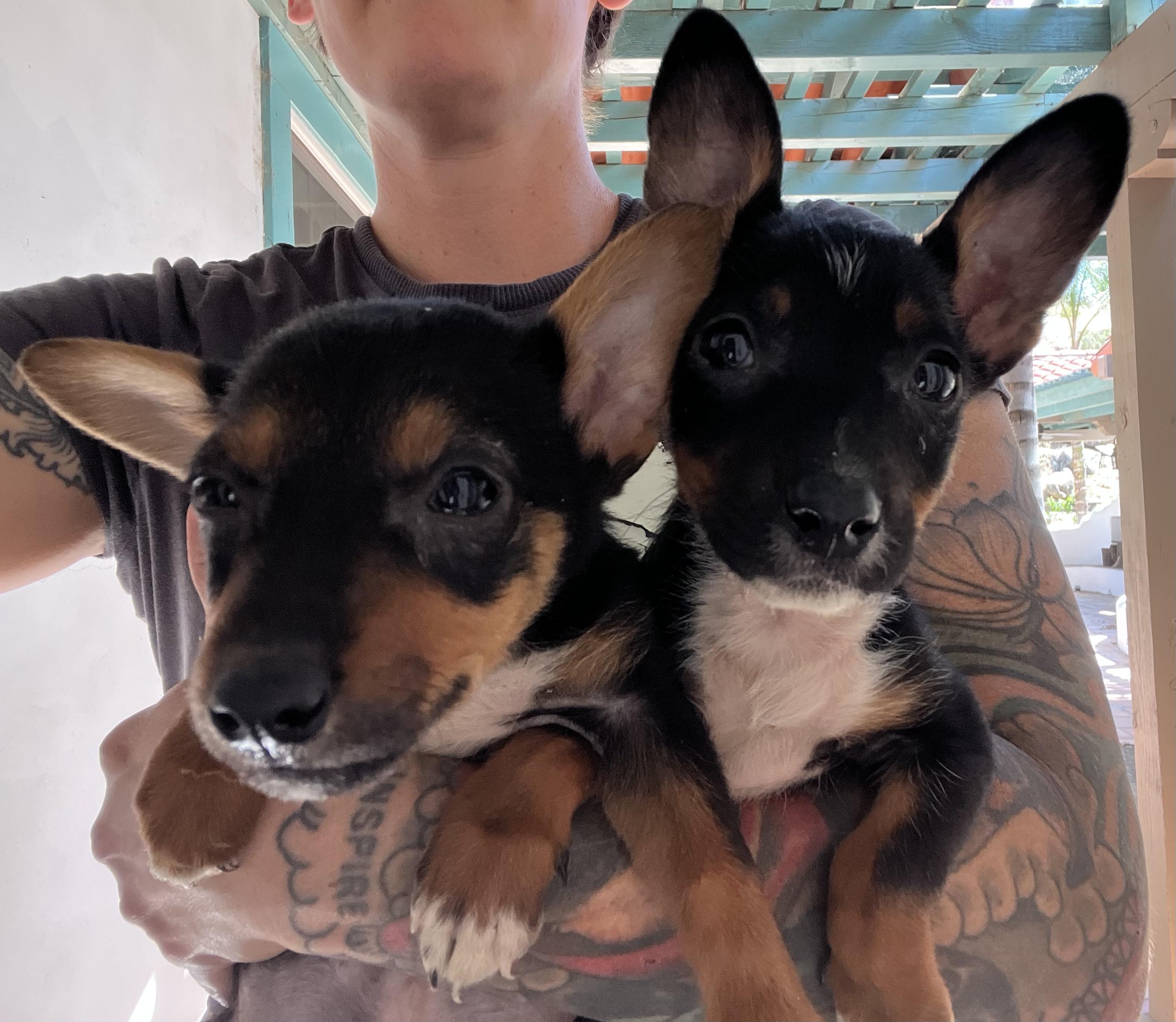 Corgi Puppies, a ADOPTABLE Corgi in West Hollywood, CA image 1/2