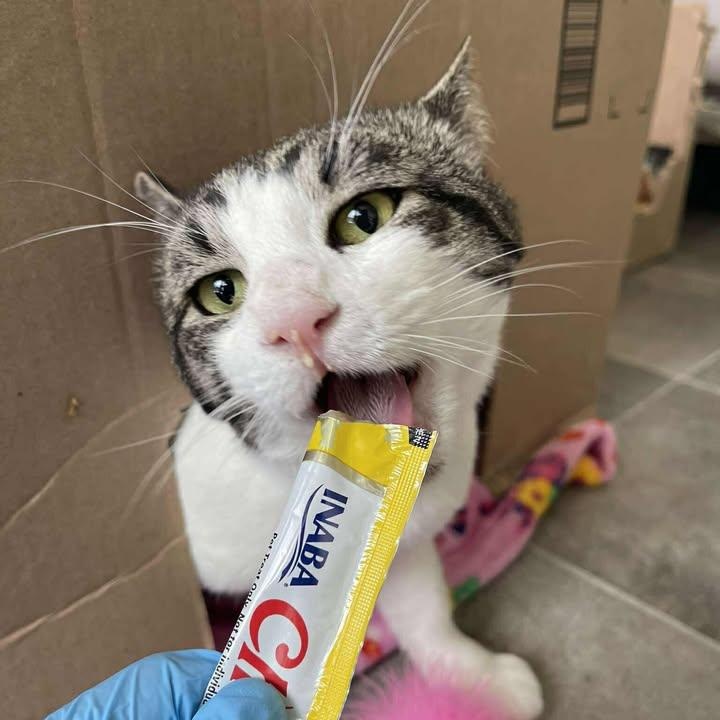 Thai Chili, ADOPTABLE, Adult Male Domestic Short Hair.