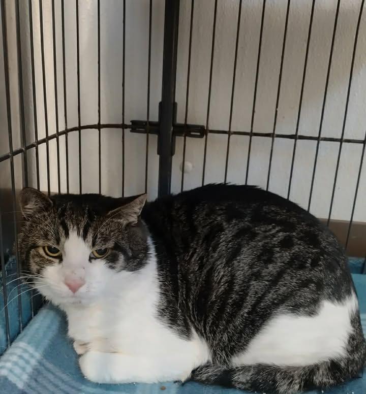 Enlarge Thai Chili, a ADOPTABLE Domestic Short Hair in Winthrop, ME image 2/2