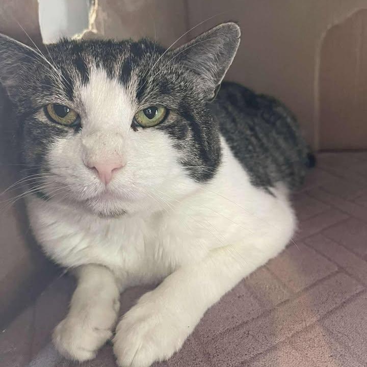 Thai Chili, ADOPTABLE, Adult Male Domestic Short Hair.