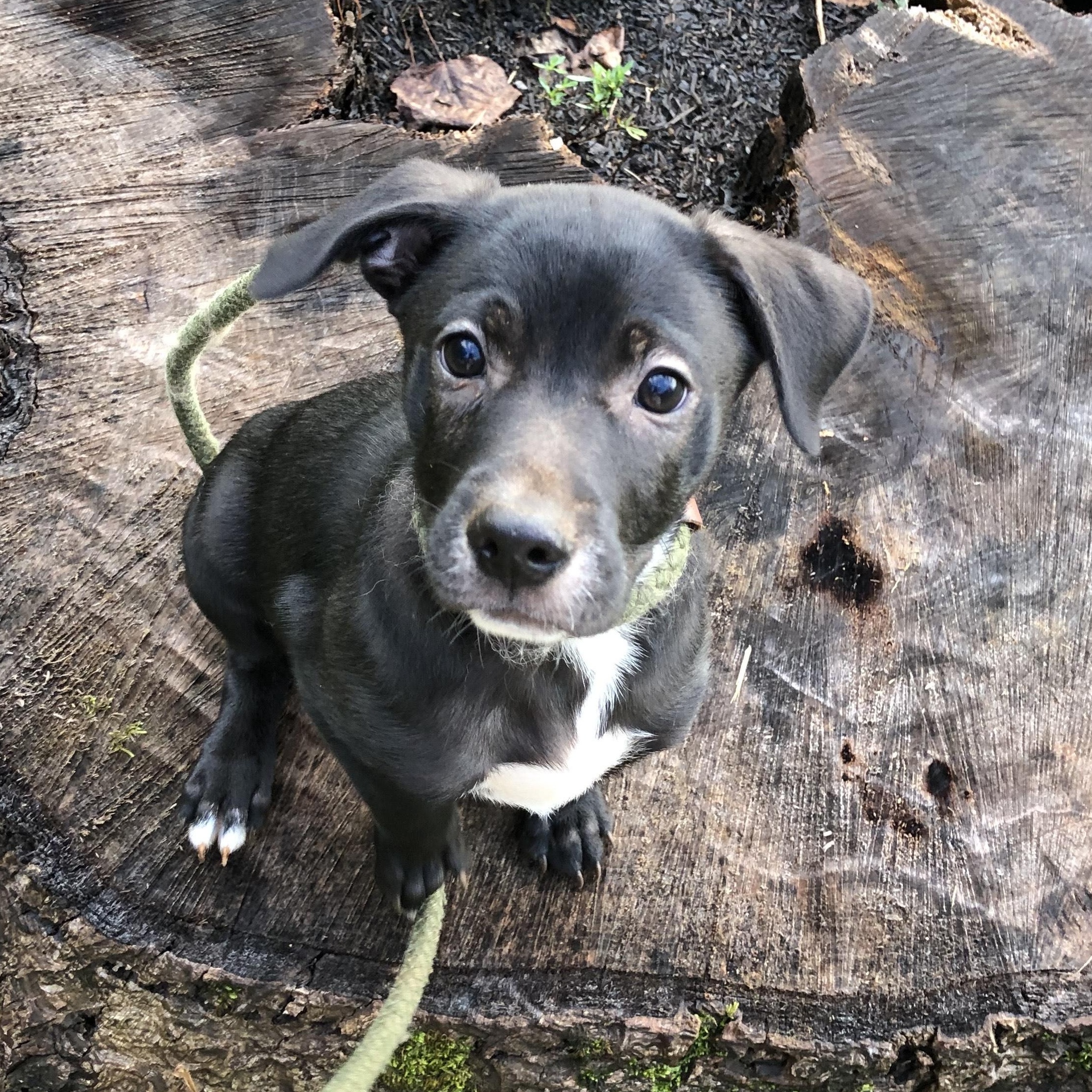 Archie